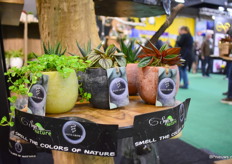 Een mooi voorbeeld was ook de Aromabowl. Een geurende 9 cm pot met een plantje erin. Het was een nieuw concept en voor het eerst getoond.